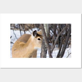 White tailed deer Posters and Art